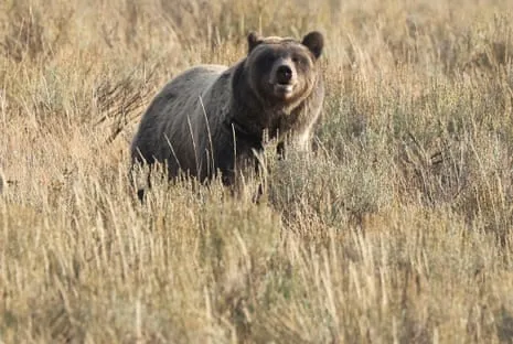 Backpacker Attacked by Wild Animal in National Park Flown to Trauma Center